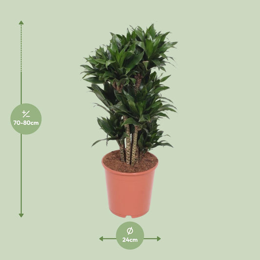 Dracaena Compacta – Drachenbaum Ø24cm, ca. 80cm hoch