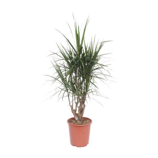 Dracaena Marginata – stilvoller Drachenbaum Ø27cm, 130cm hoch