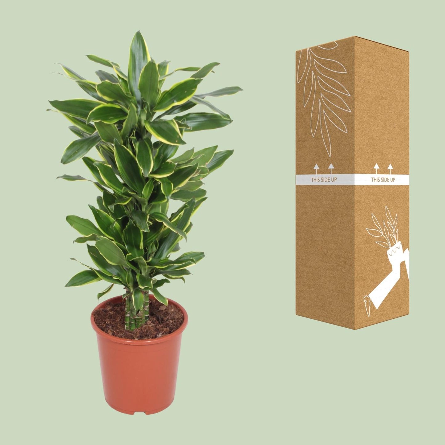 Dracaena Golden Coast – Eleganter Drachenbaum Ø27cm, 110cm hoch
