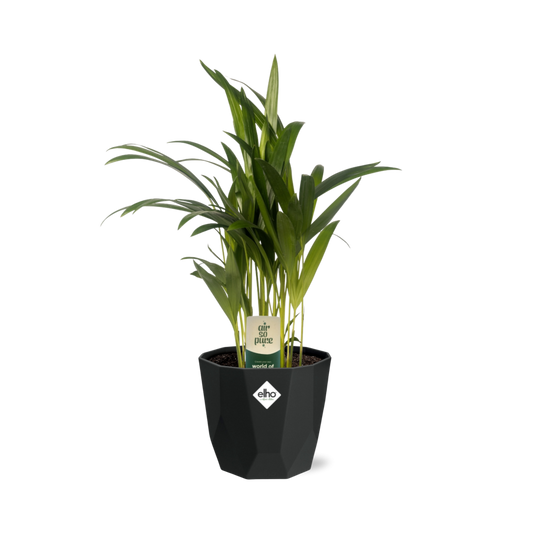 Dypsis Lutescens (Areca) – Stilvolle Bambuspalme 14cm Topf