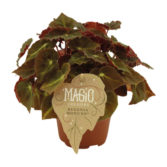 Begonia Rex Montuno – Pflegeleichte, dekorative Begonie Ø12 cm