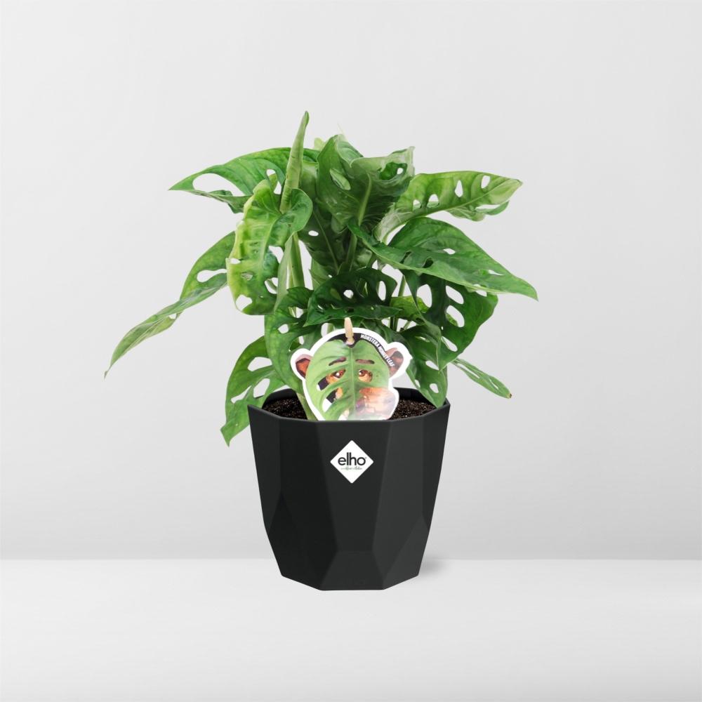 Monstera ‘Monkey Leaf’ – Pflegeleichte Zimmerpflanze im 14cm Topf