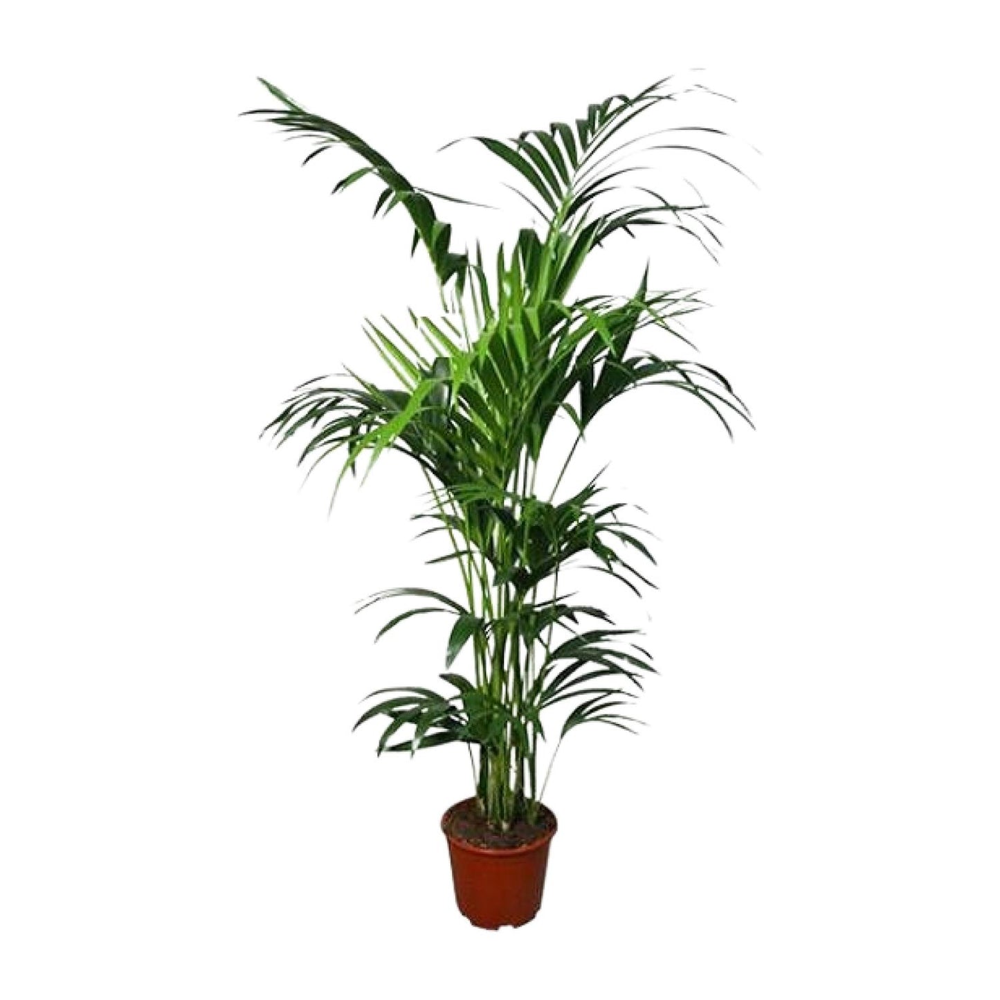 Howea Kentia-Palme Ø24cm – 180cm hoch, pflegeleicht & elegant