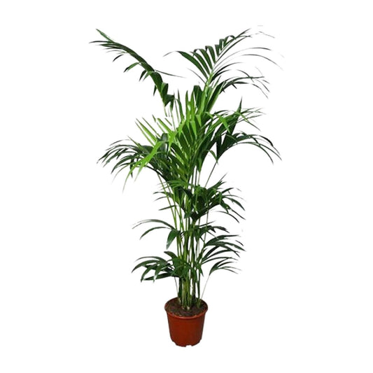 Howea Kentia-Palme Ø24cm – 180cm hoch, pflegeleicht & elegant