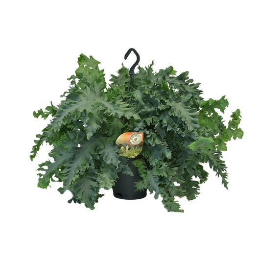 Phlebodium Davana – Goldener Farn Ø20cm, 40cm Höhe