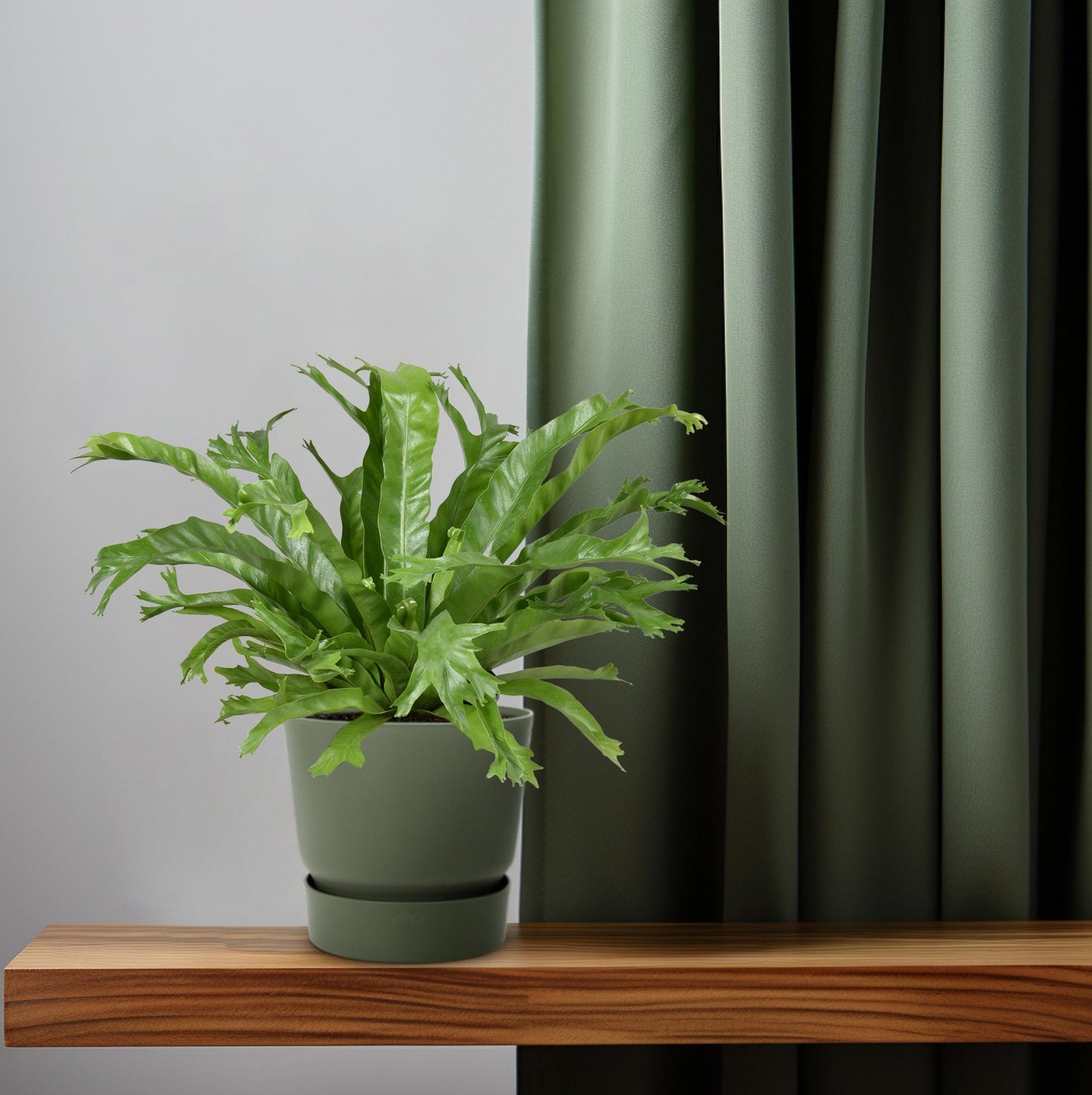 Asplenium Nidus Crissie – Pflegenestfarn Ø17cm, 40cm hoch