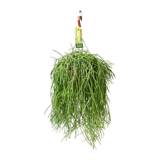 Rhipsalis Baccifera Shaferi – Pflegeleichte Hängepflanze Ø21 cm