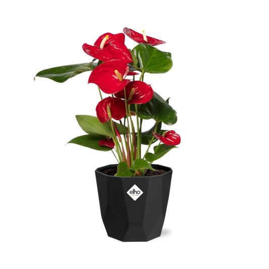 Anthurium Red 12cm im schwarzen Design-Topf 14cm