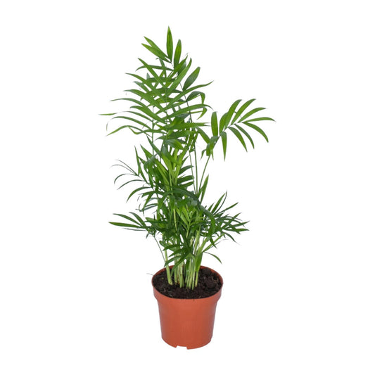 Chamaedorea Zwerg-Bergpalme Ø12cm, ca. 50cm hoch