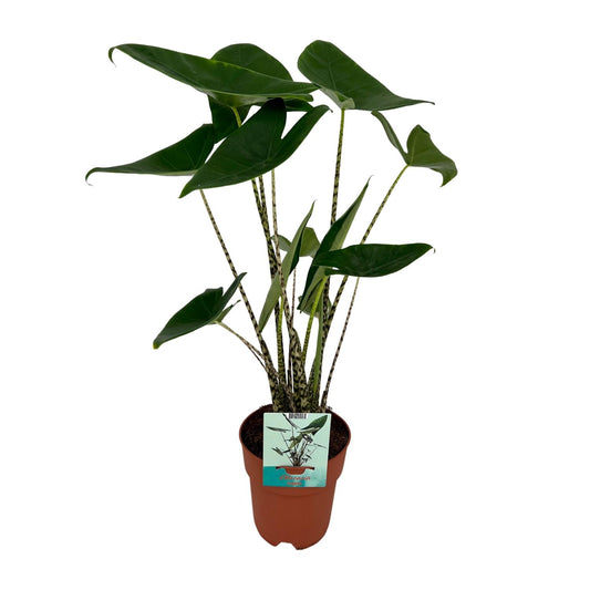 Alocasia Zebrina – Elefantenohr – Ø19cm – 75cm Höhe