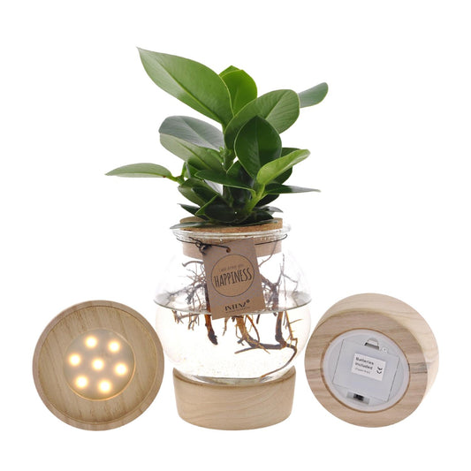 Clusia Hydroponie-Pflanzenmix im Bolglas mit LED Ø12cm