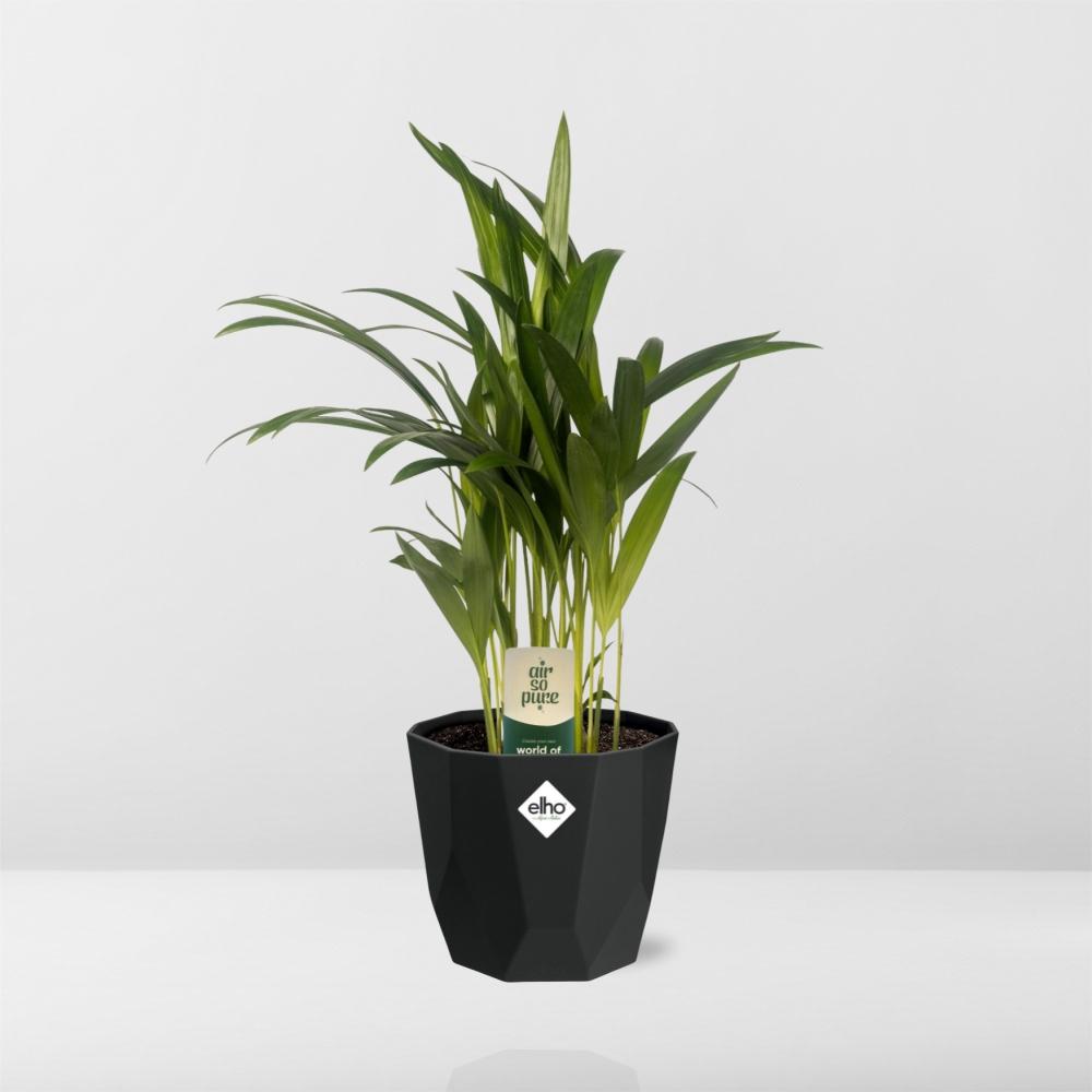Dypsis Lutescens (Areca) – Stilvolle Bambuspalme 14cm Topf