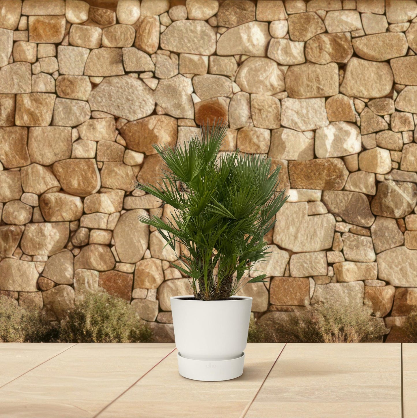 Chamaerops Humilis Zwergpalme 160-180 cm Ø45cm