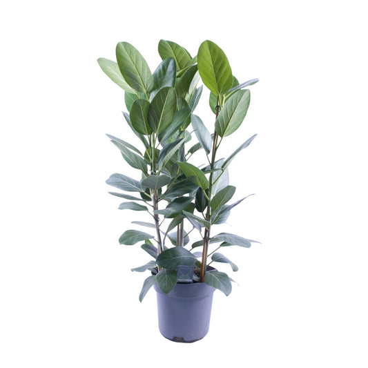 Ficus Audrey Toef 3 stekken – Ø27cm, ca. 105cm hoch