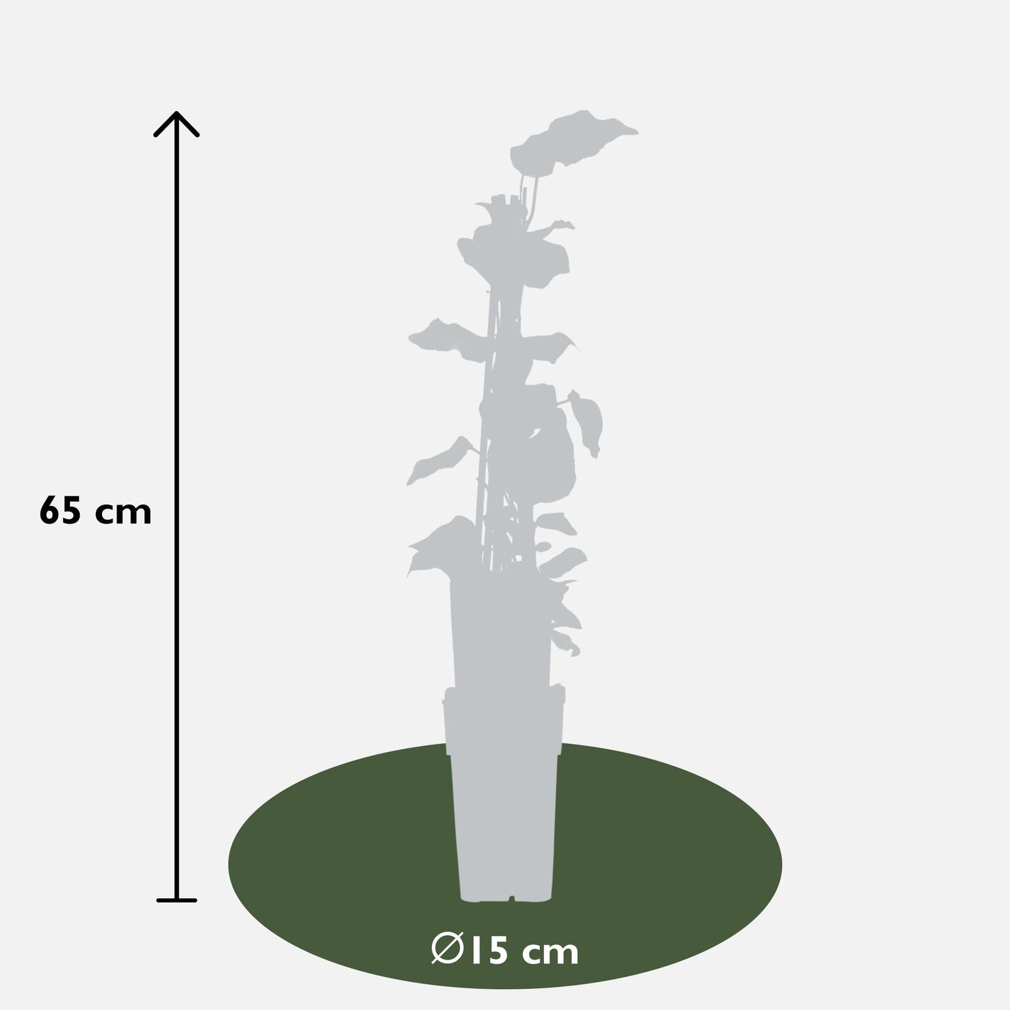 4x Hedera algeriensis 'Gloire de Maren' – Kletterpflanze Ø15cm, 65cm Höhe