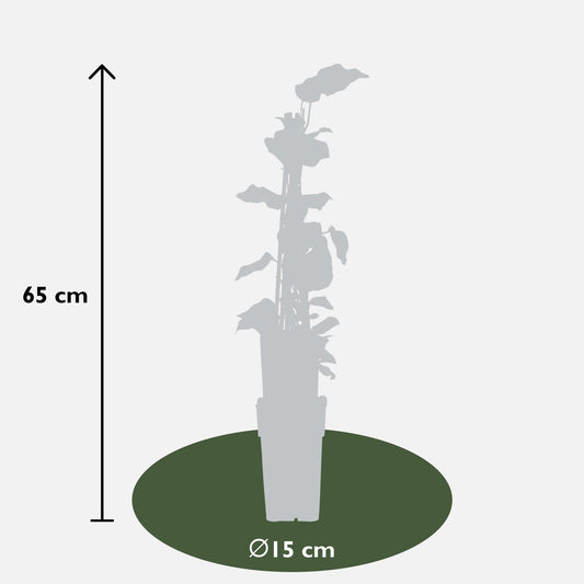 4x Hedera algeriensis 'Gloire de Maren' – Kletterpflanze Ø15cm, 65cm Höhe