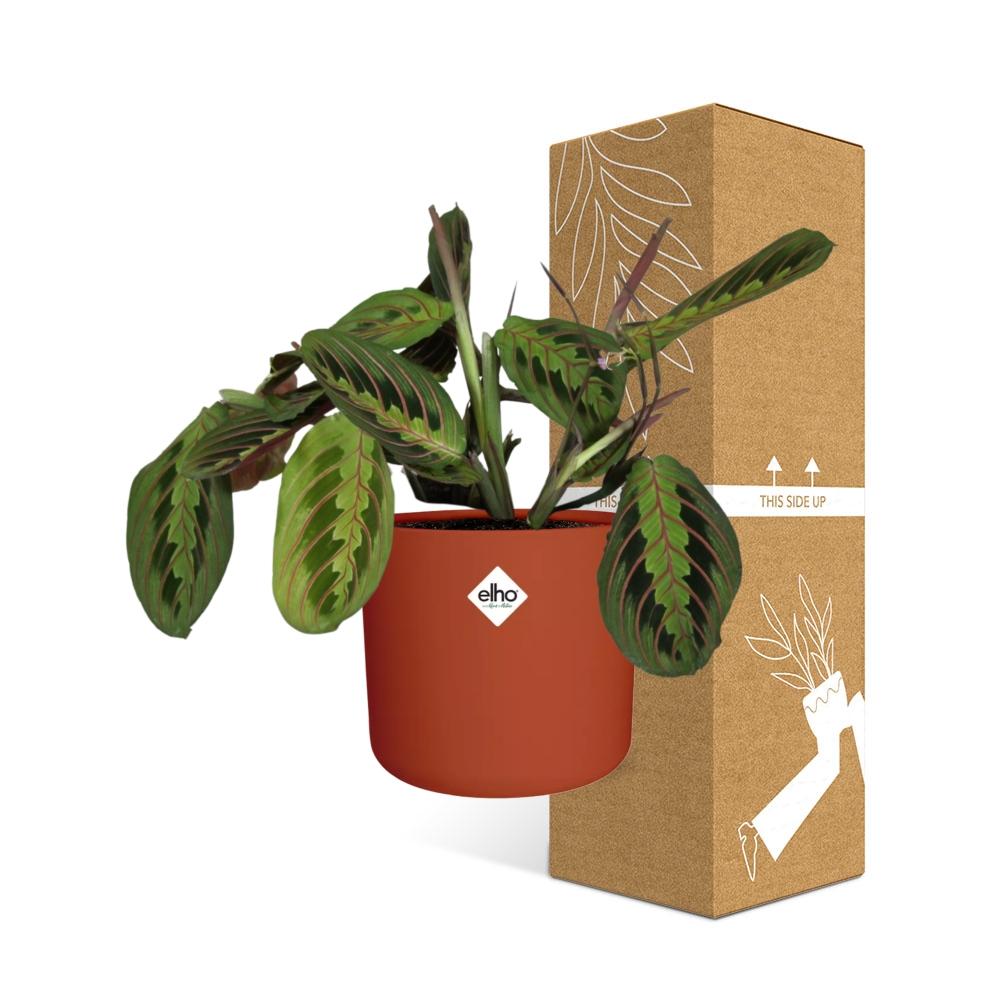 Maranta Leuconeura ‘Fascinator’ Tricolor in ELHO b.for soft rond 14cm brique