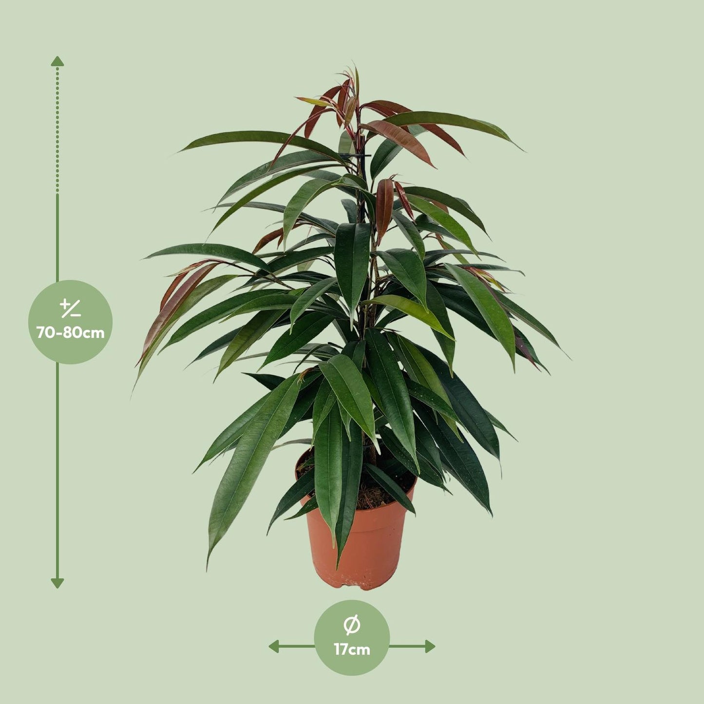 Ficus Binnendijkii 'Amstel King' Ø17cm - 75cm hoch