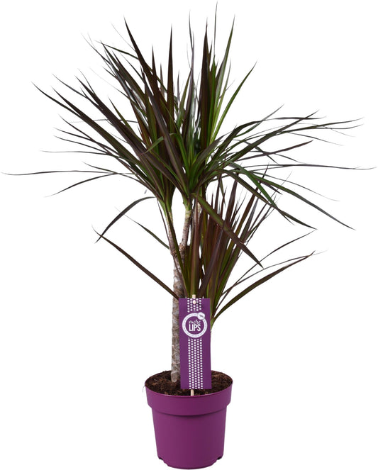 Dracaena Magenta – Pflegeleichte, farbenfrohe Zimmerpflanze Ø17cm