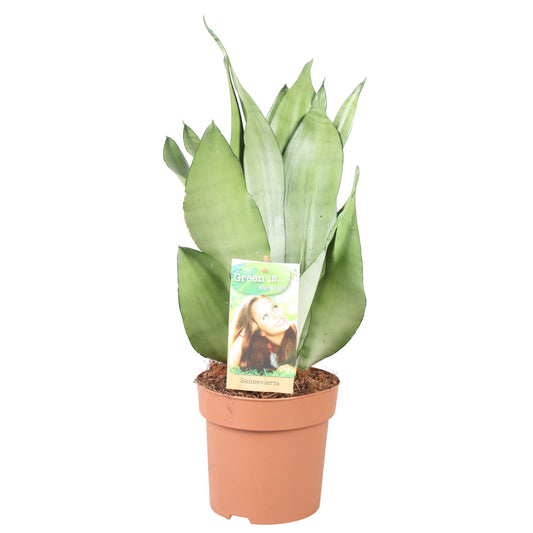 Sansevieria Moonshine – Pflegeleichte, silbergrüne Zimmerpflanze