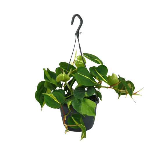 Philodendron Scandens Brasil – Pflegeleichte & stilvolle Zimmerpflanze Ø15cm
