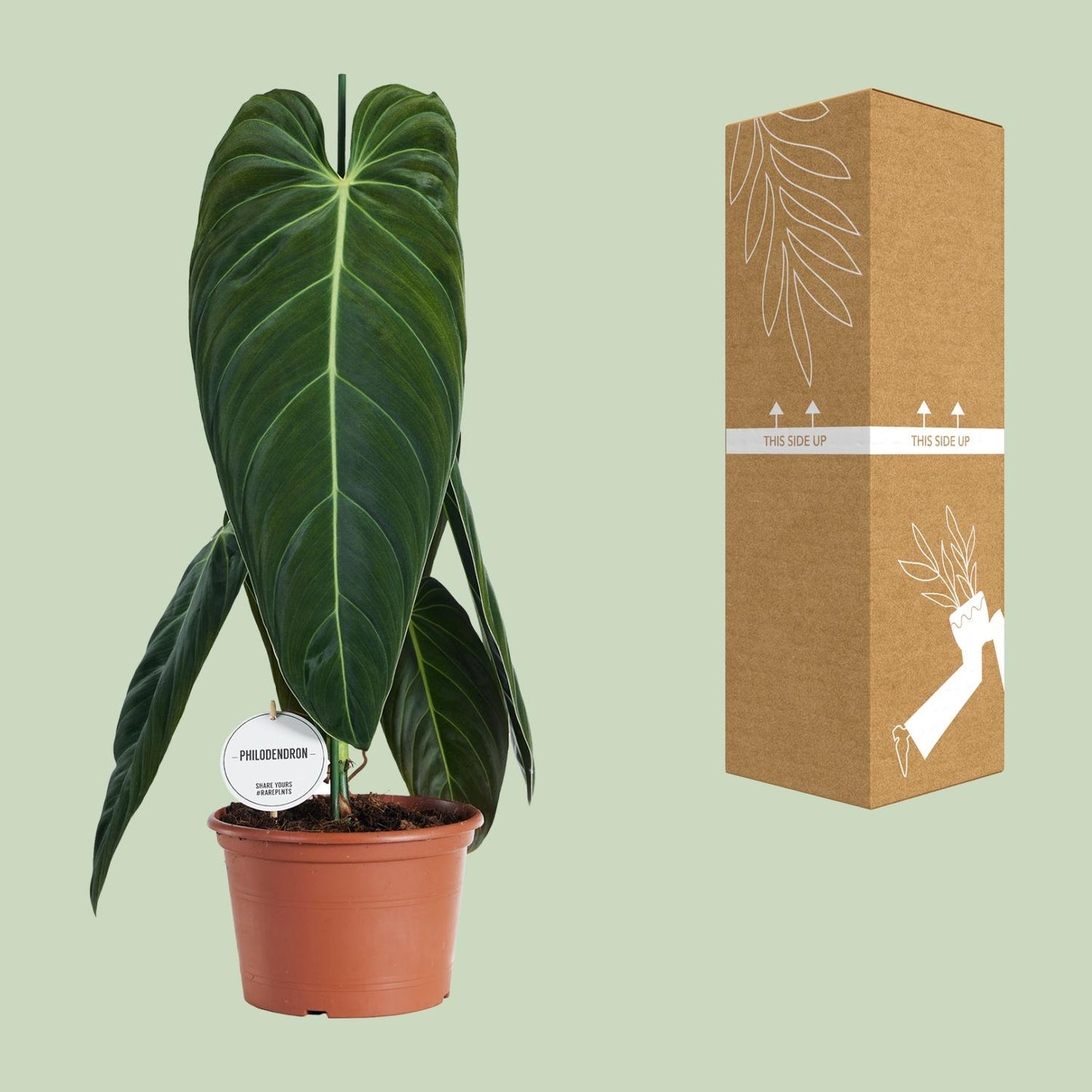Philodendron Melanochrysum – pflegeleichte XXL-Zimmerpflanze Ø21cm