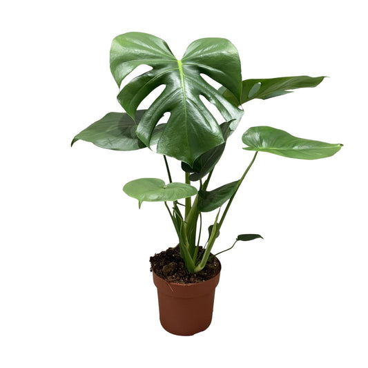 Monstera Deliciosa Bush – Stilvolle & Pflegeleichte Zimmerpflanze