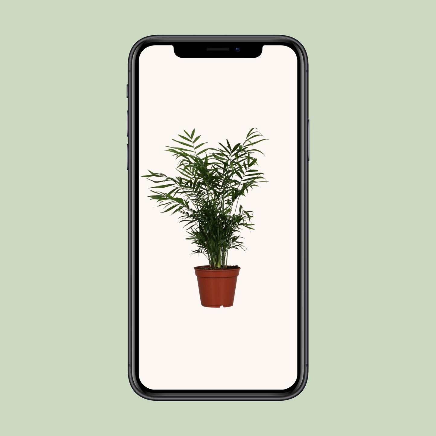 Chamaedorea Elegans – Zwerg-Gebirgspalme Ø17cm, 55cm hoch