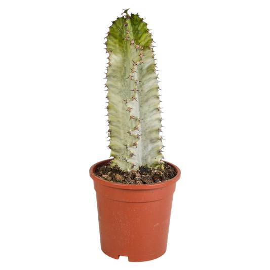 Euphorbia marmorata – Blauer Säulenkaktus 17 cm