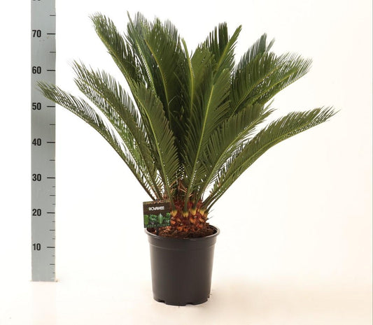 Cycas Revoluta – Exotische Sago-Palme Ø21cm, 75cm hoch