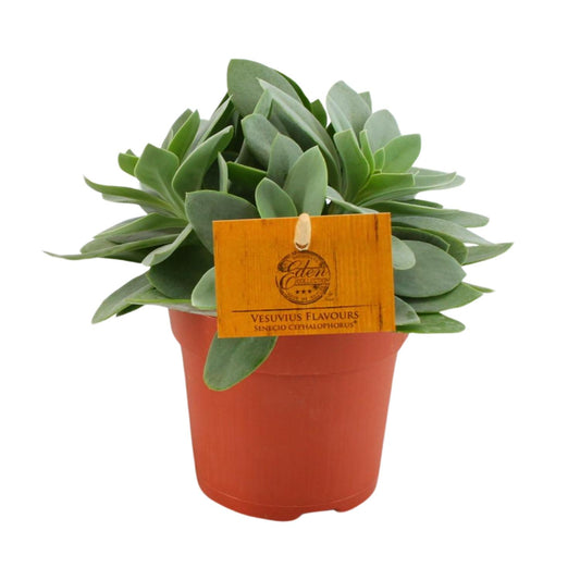 Senecio Cephalophorus – Pflegeleichte Sukkulente Ø10,5cm