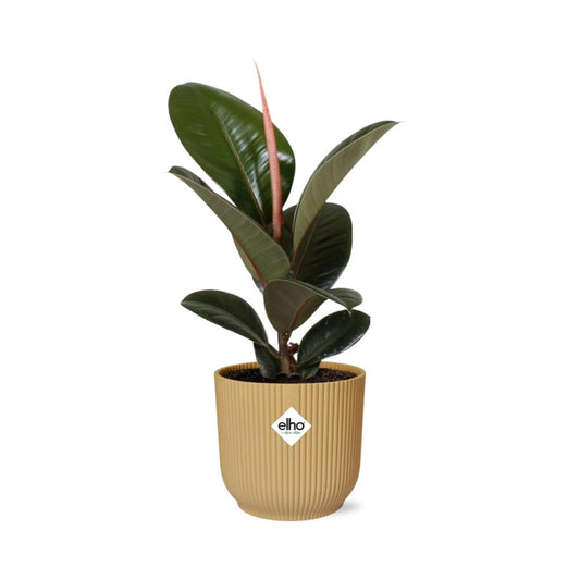 Ficus Elastica ‘Robusta’ – Pflegeleichte Zimmerpflanze im ELHO Vibes Fold 14cm Gelb