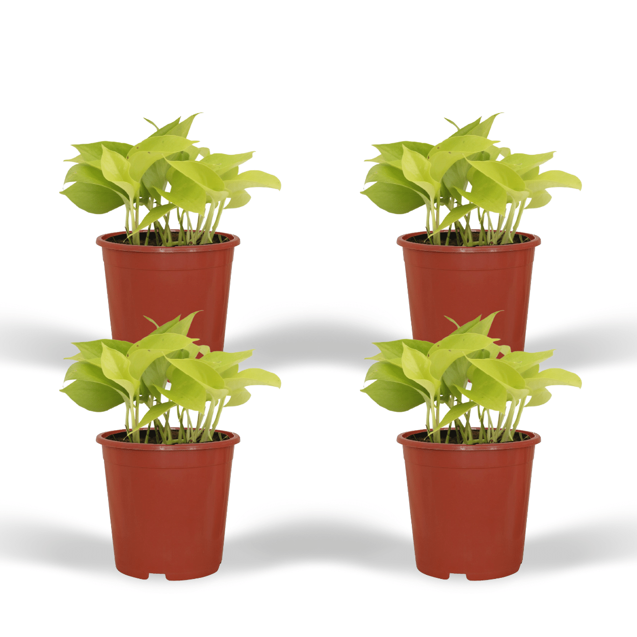 Epipremnum Golden Pothos (Scindapsus) – 4er-Set Ø12cm Topf