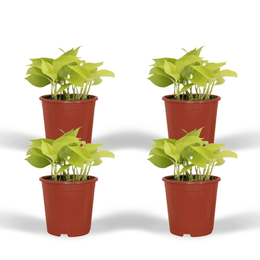 Epipremnum Golden Pothos (Scindapsus) – 4er-Set Ø12cm Topf