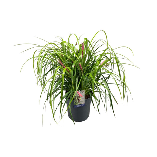 Billbergia Nutans 'Tears Of Joy' – Elegante Bromelie Ø24cm