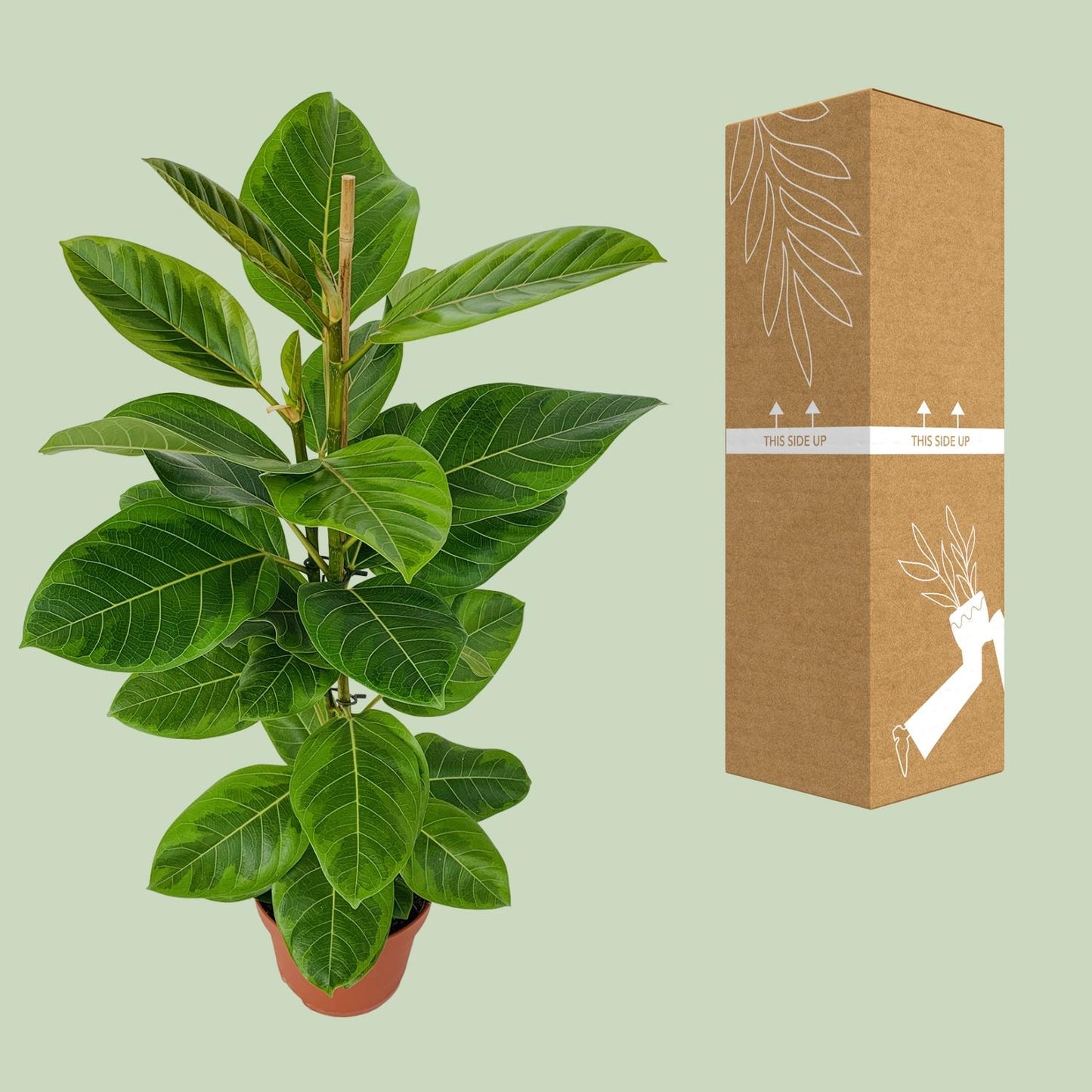 Ficus Benghalensis Roy Ø21cm – Elegante Zimmerpflanze bis 95cm