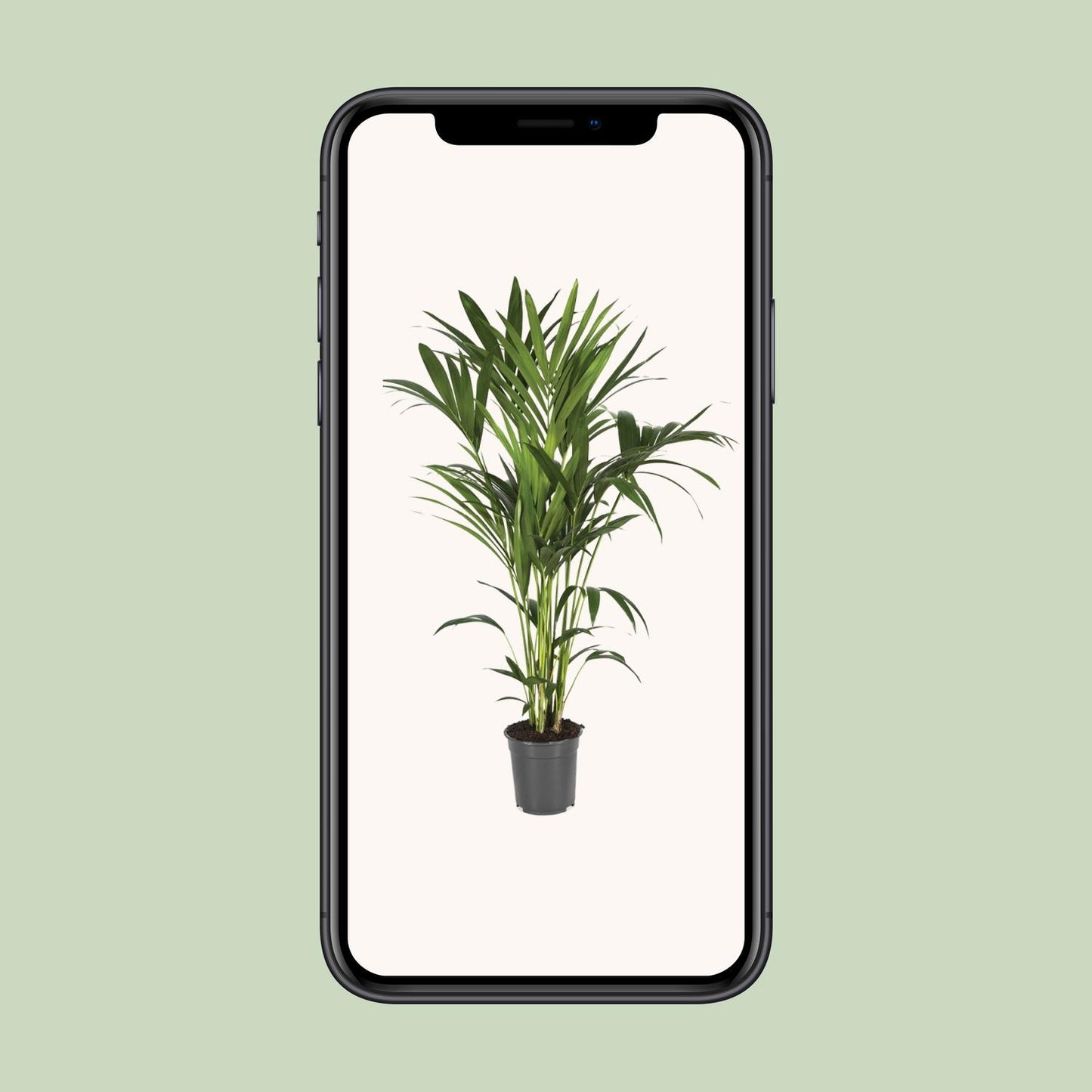 Howea Forsteriana – Elegante Kentia-Palme Ø21cm, 120cm hoch