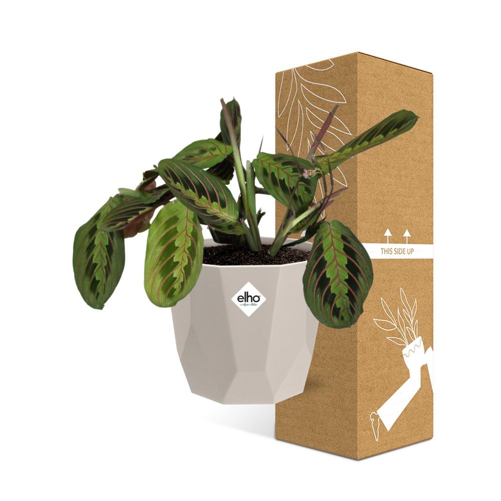 Maranta Leuconeura ‘Fascinator’ Tricolor in ELHO b.for rock 14 cm warm grey