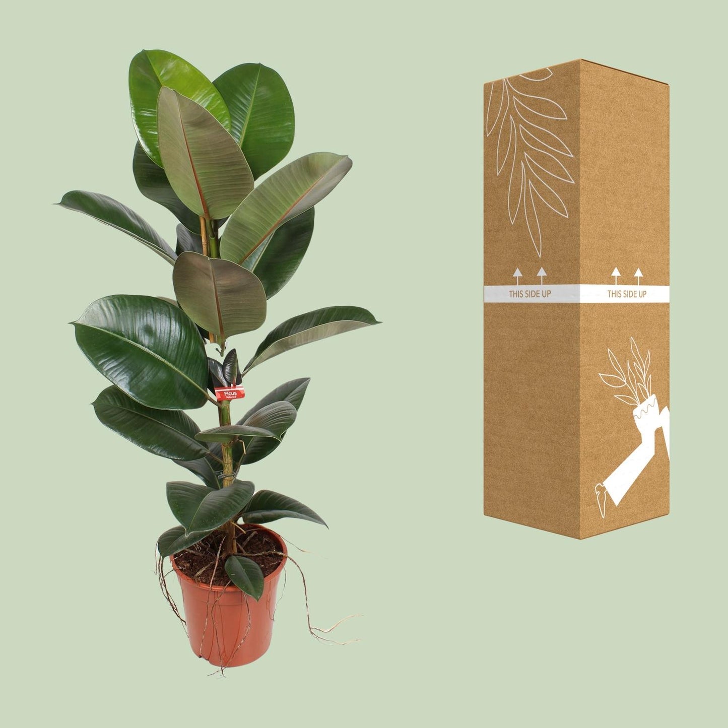 Ficus Elastica Robusta 21 cm – Pflegeleichte Zimmerpflanze