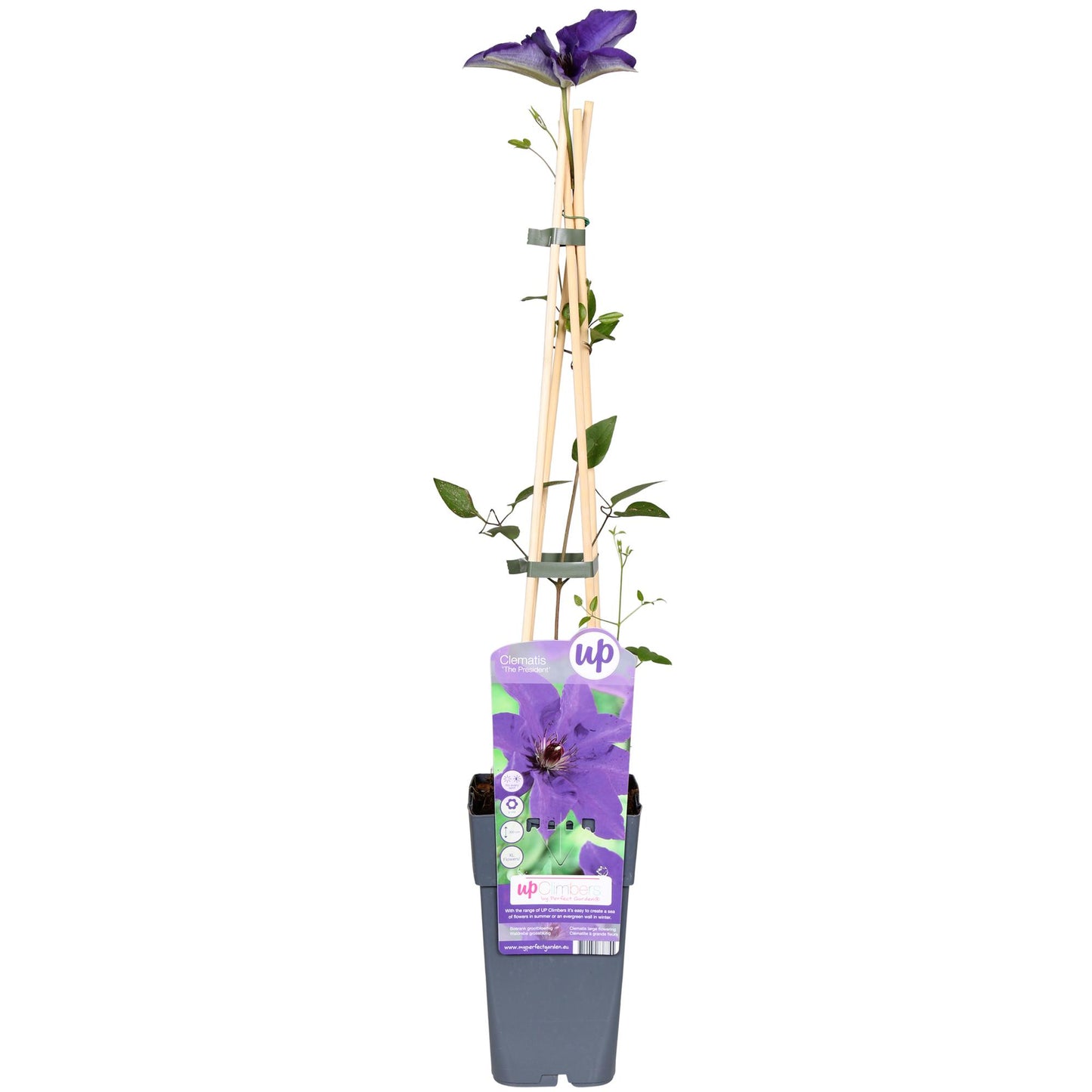 Clematis The President – Anmutige Kletterpflanze Ø15cm