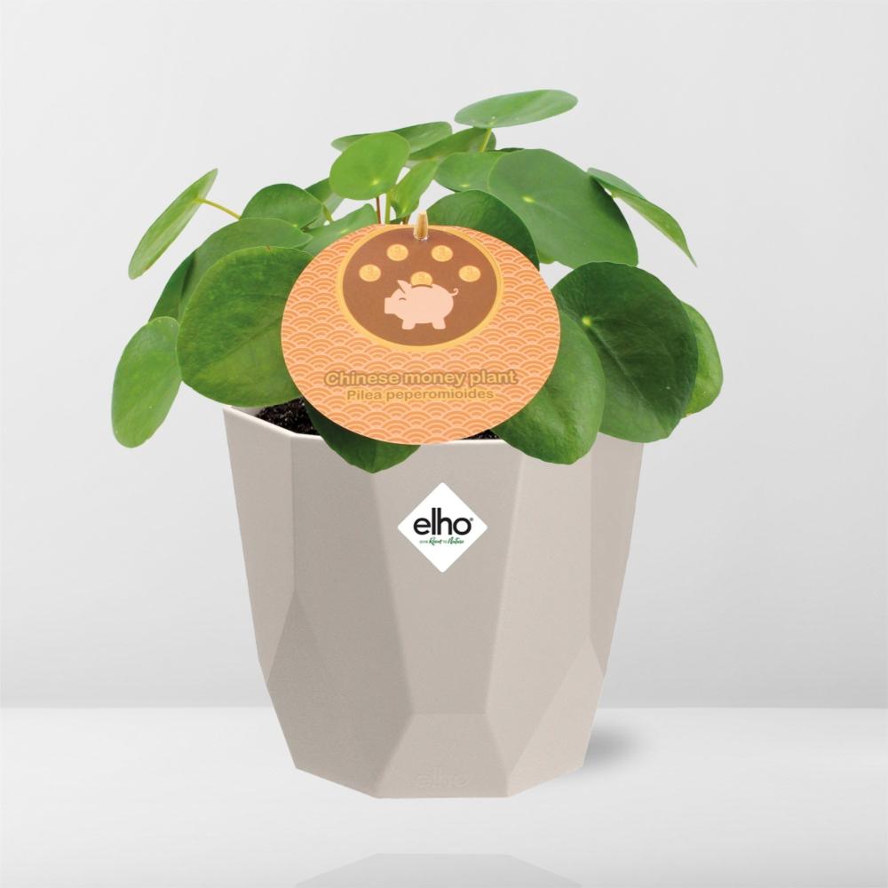 Pilea Peperomioides 12 cm in ELHO b.for rock Topf warm grey