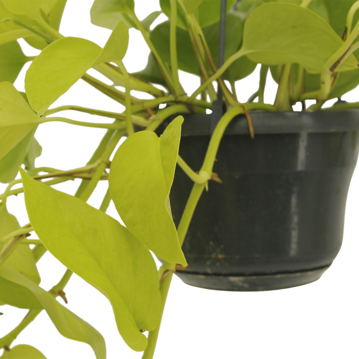 Epipremnum Golden Pothos (Scindapsus) – 2er Set Ø15cm Topf