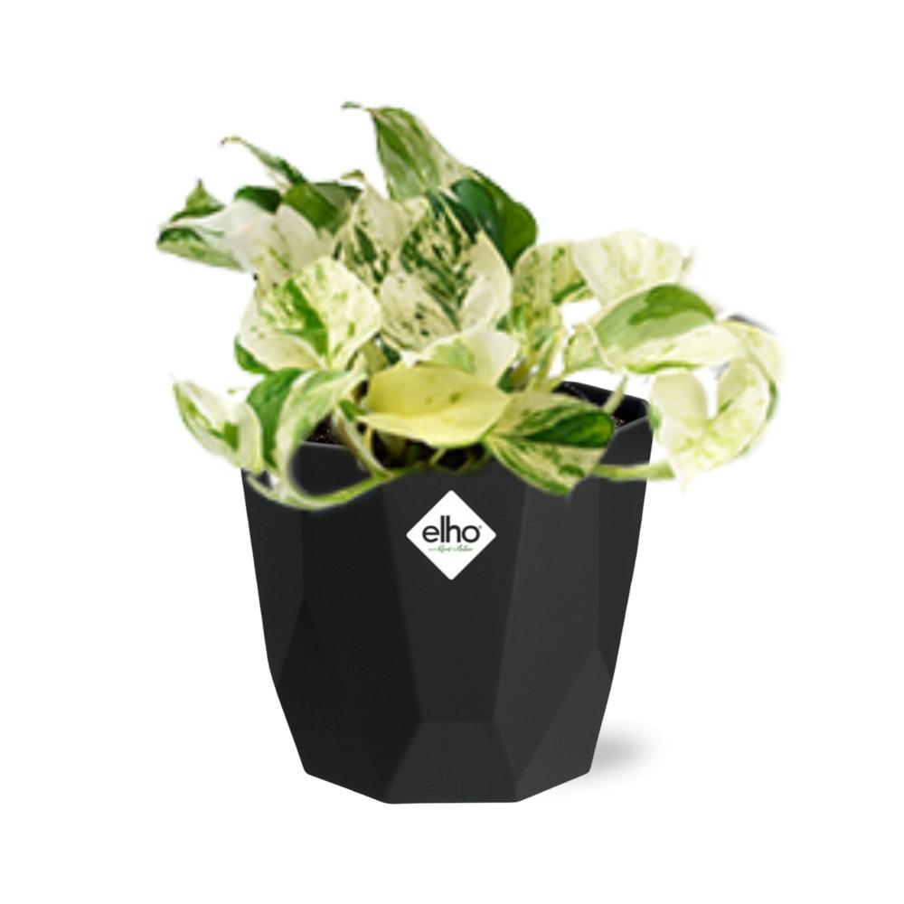 Epipremnum Pinnatum Happy Leaf – Pflegeleichte Hängepflanze 14cm