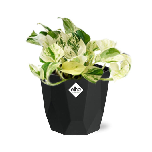 Epipremnum Pinnatum Happy Leaf – Pflegeleichte Hängepflanze 14cm