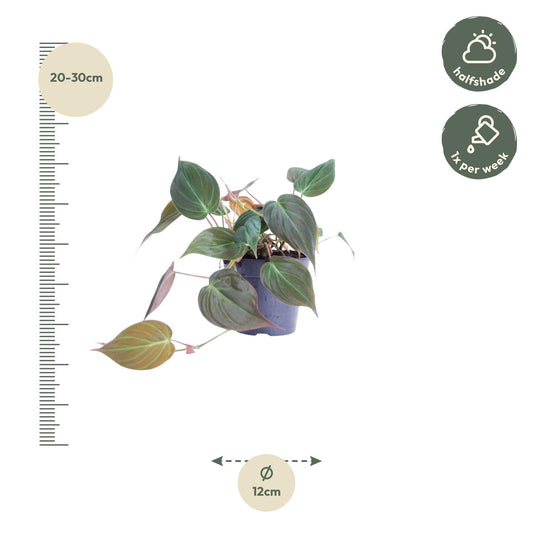 Philodendron scandens 'Micans' – Elegante Hängepflanze 25 cm