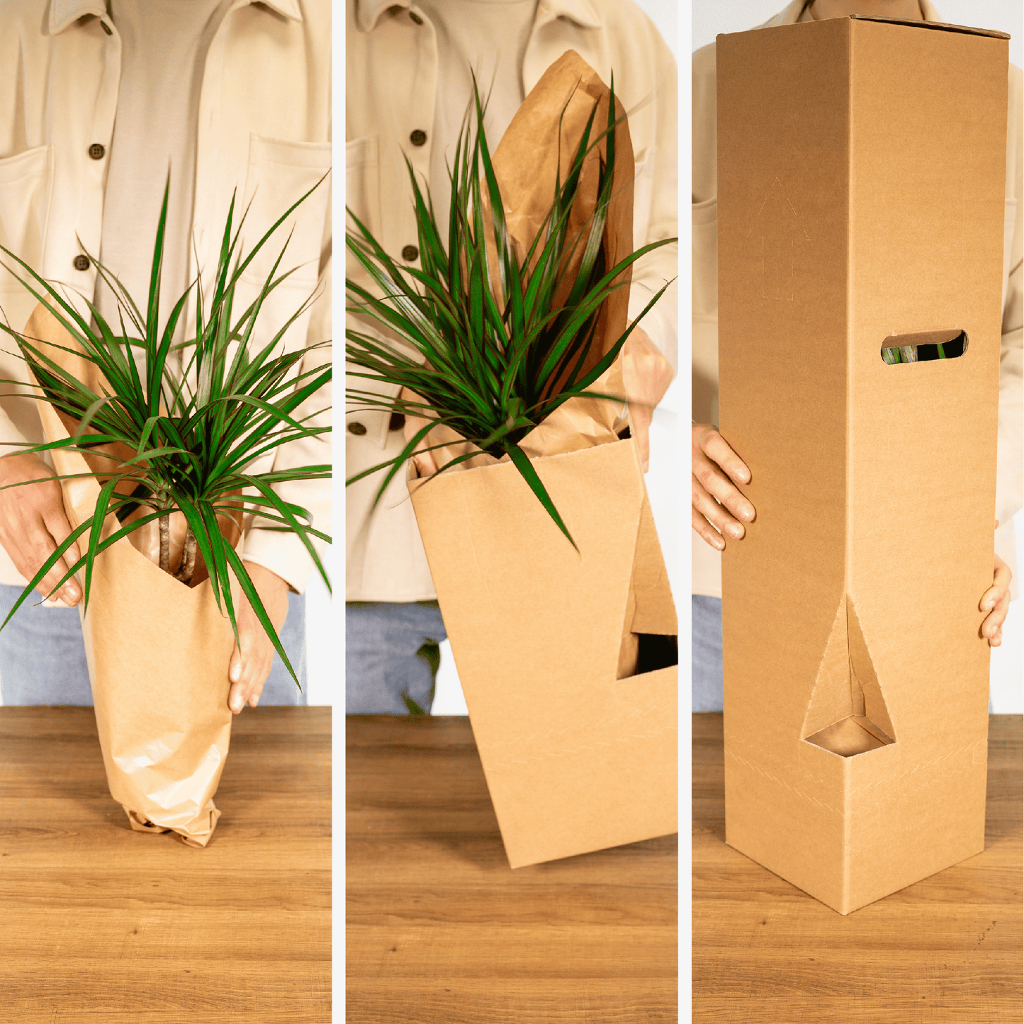 Überraschungsbox mit 5 pflegeleichten Zimmerpflanzen Ø12cm