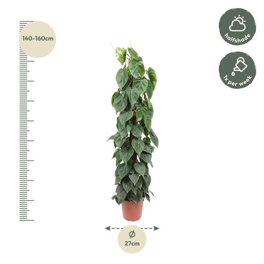 Philodendron Scandens mosstok – Pflegeleichte XXL Zimmerpflanze