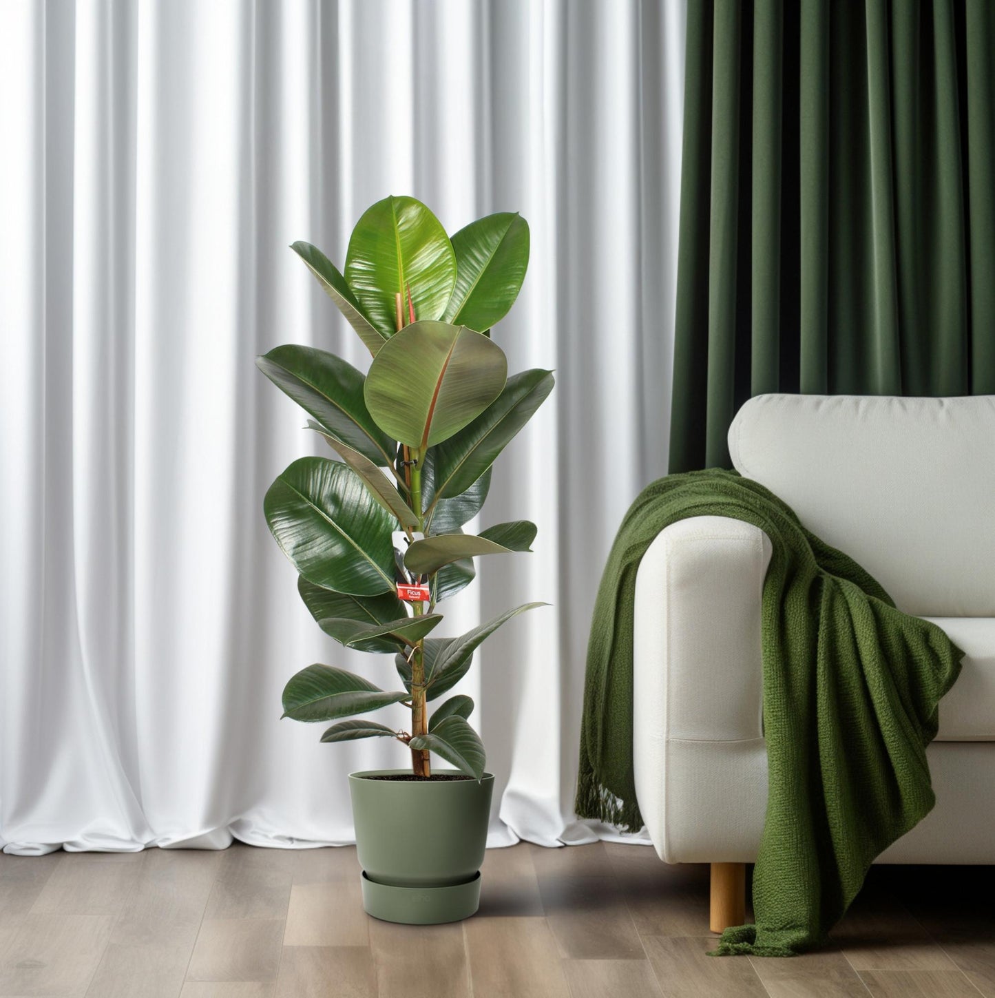 Ficus Elastica Robusta – Pflegeleichter Zimmerbaum Ø21 cm