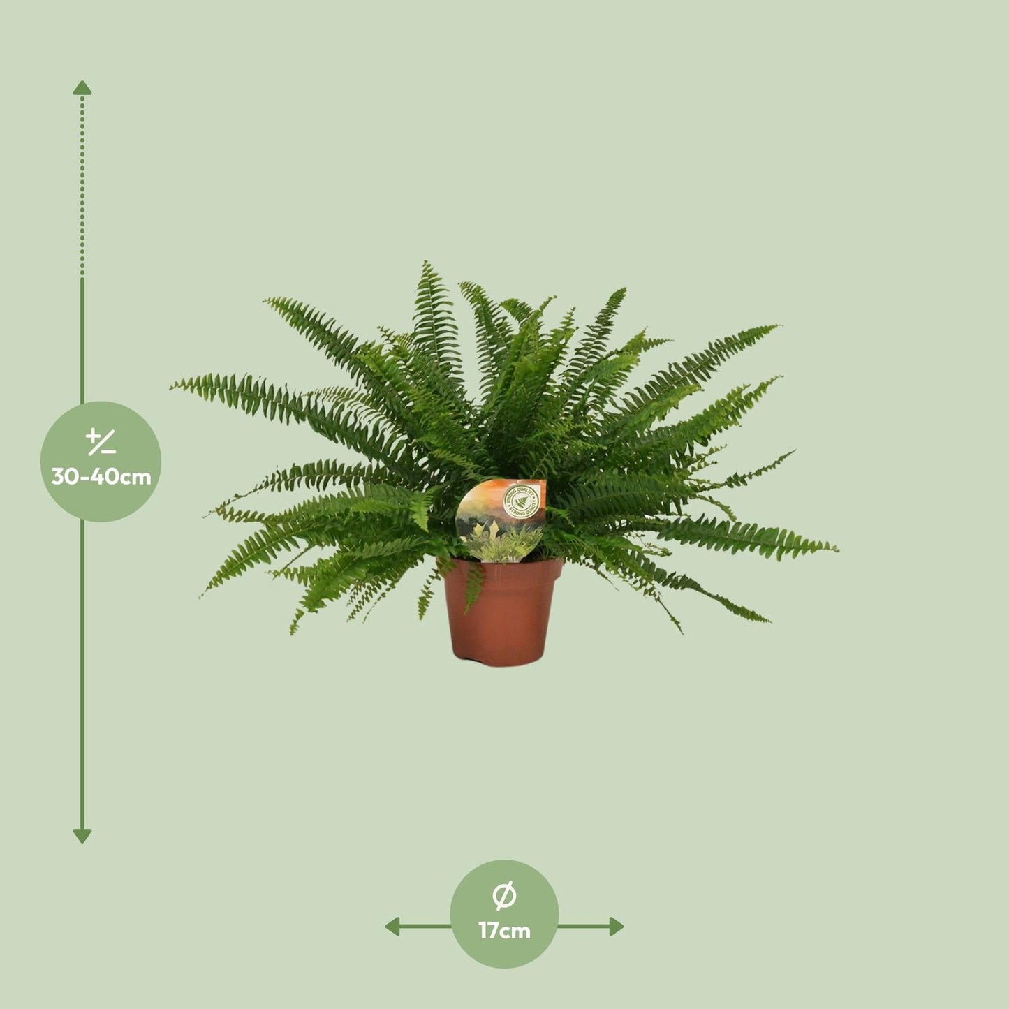 Nephrolepis Green Lady – Pflegeleichter Boston-Farn Ø17cm