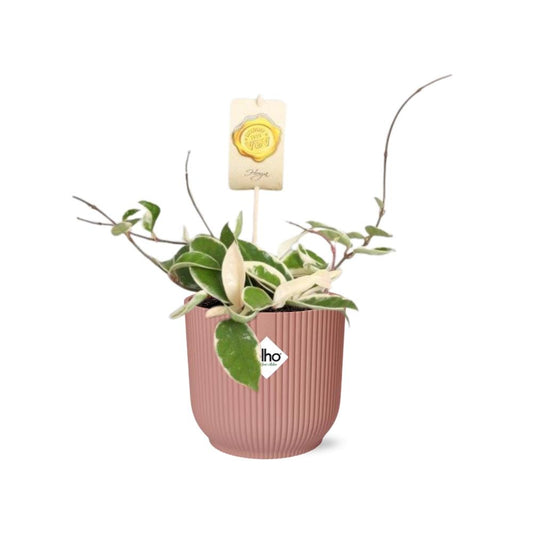 Hoya Carn.’Krimson Queen’ in ELHO Vibes Fold 14cm rosa – pflegeleichte Wachsblume
